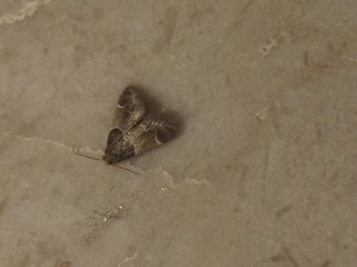 Réf. 343 223 : Pyralis farinalis